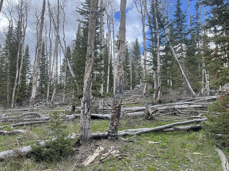Before — WPC #67 — Land Clearing