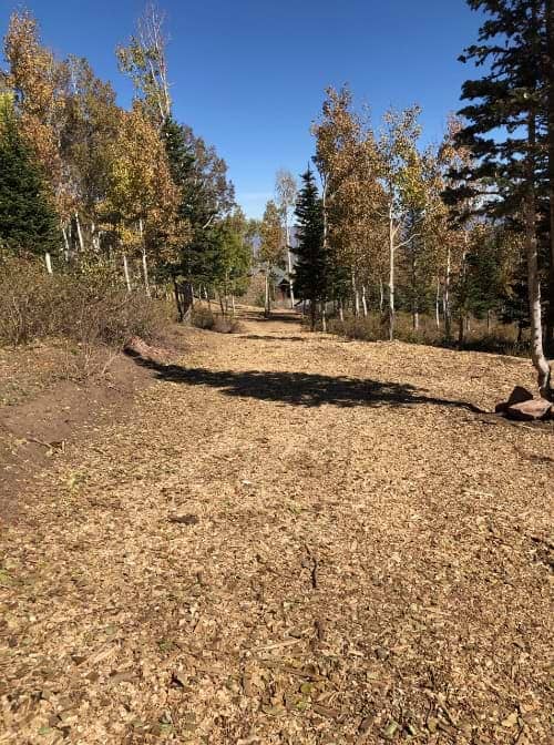 After — Residential Tree Removal