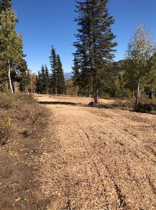 After — Storm Cleanup & Pruning