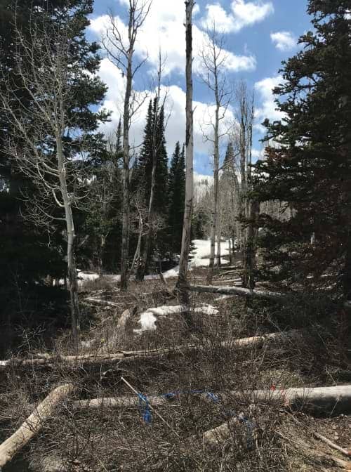 Before — Storm Cleanup & Pruning