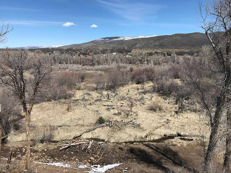 Before — Woodland Restoration