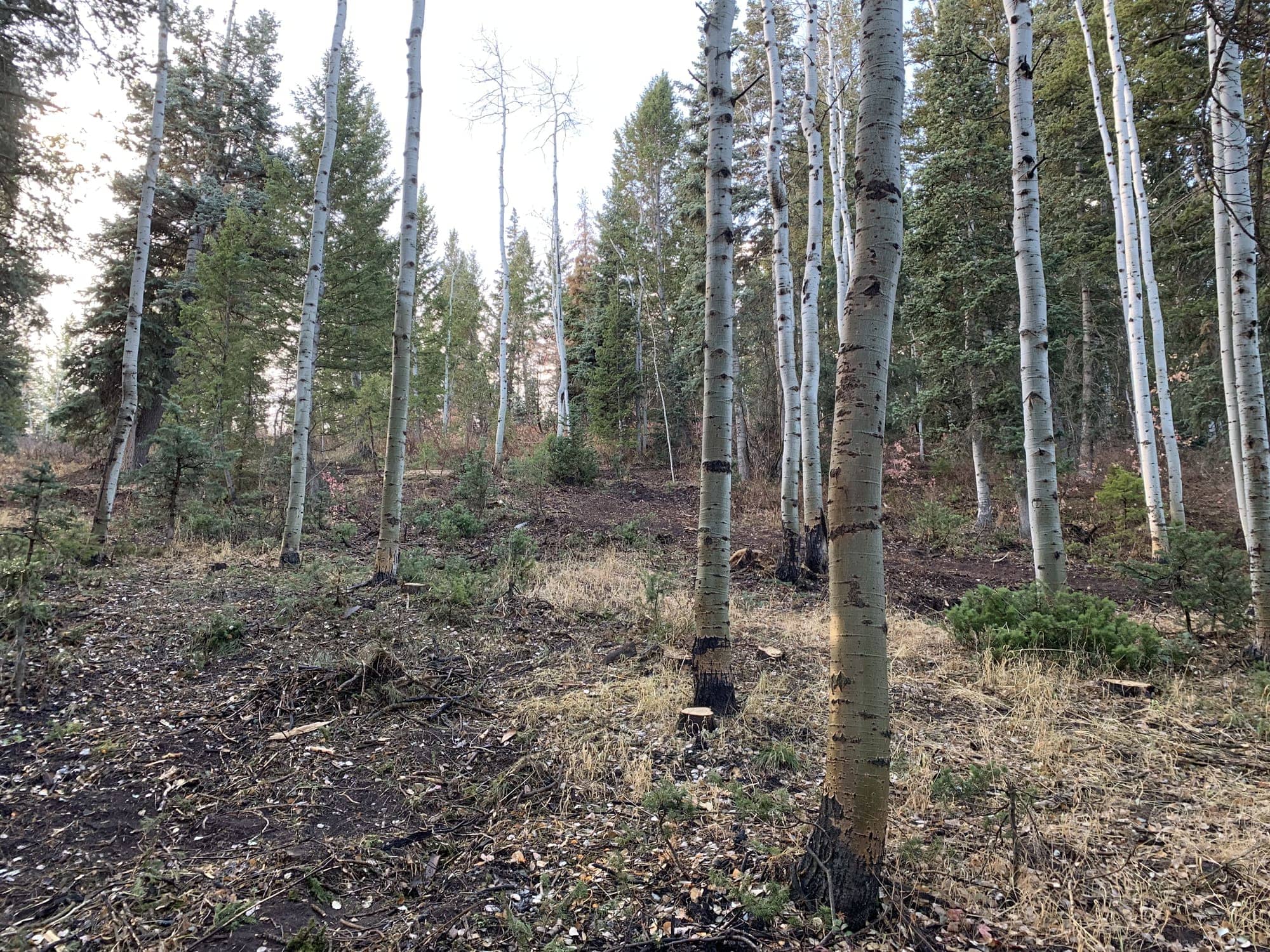 After — White Pine Canyon #19 — View 3 of 7