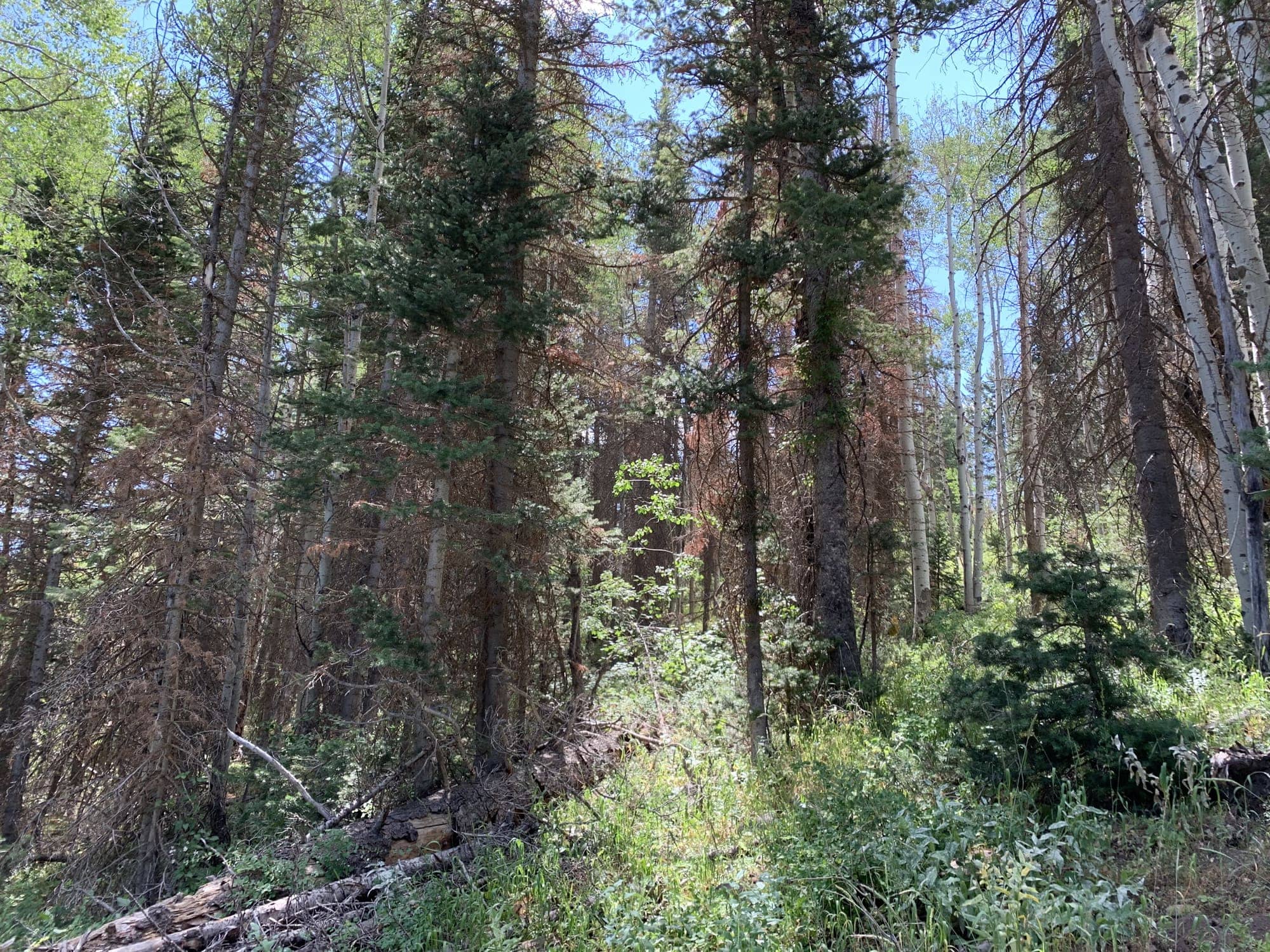 Before — White Pine Canyon #19 — View 4 of 7