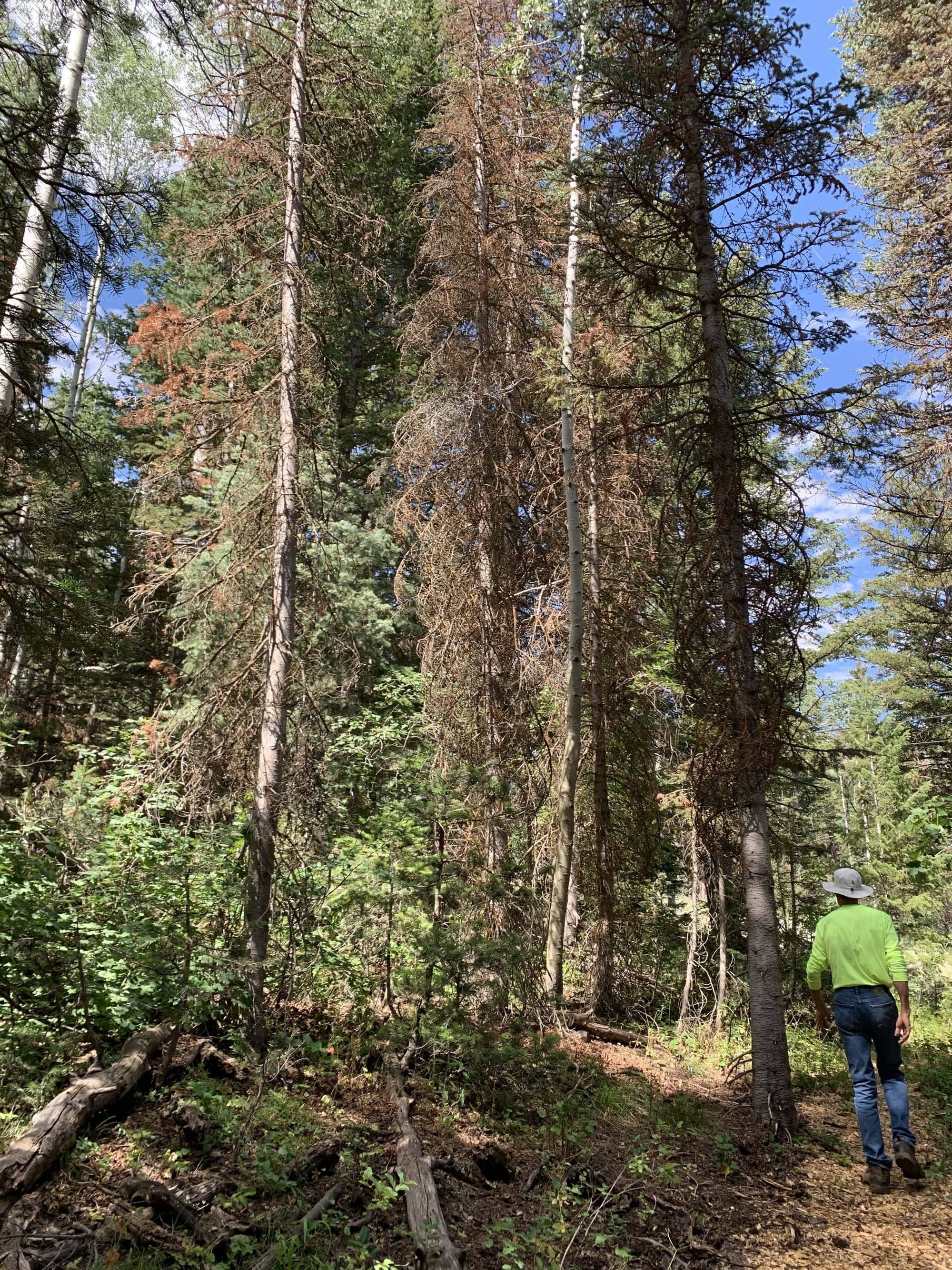 Before — White Pine Canyon #19 — View 6 of 7
