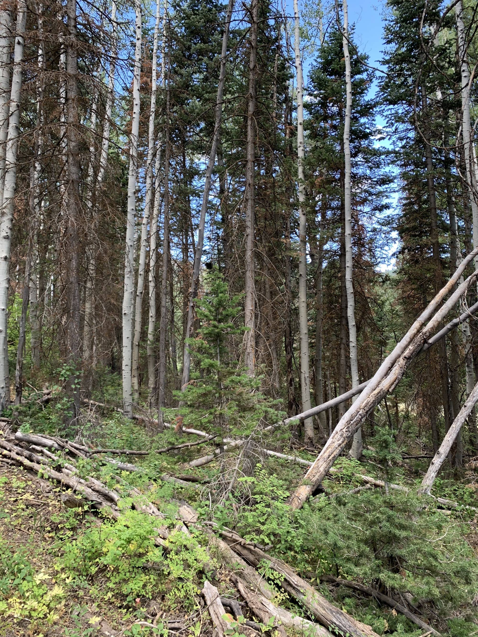 Before — White Pine Canyon #19 — View 1 of 7