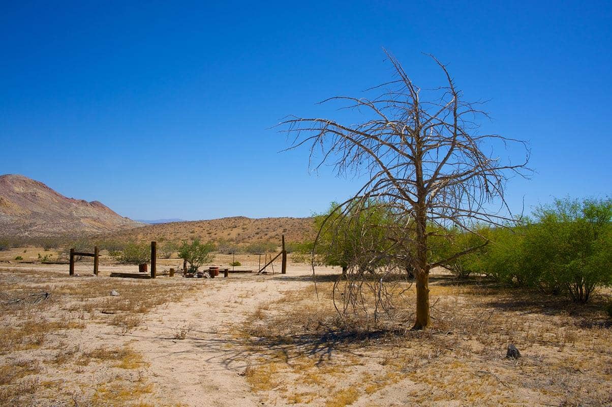 Dead standing trees on a Park City property