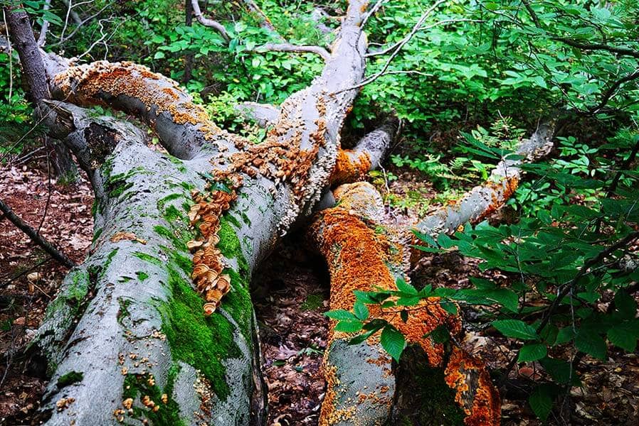 Fallen trees and heavy ground debris