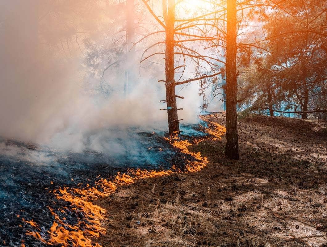 Wildfire burning through trees
