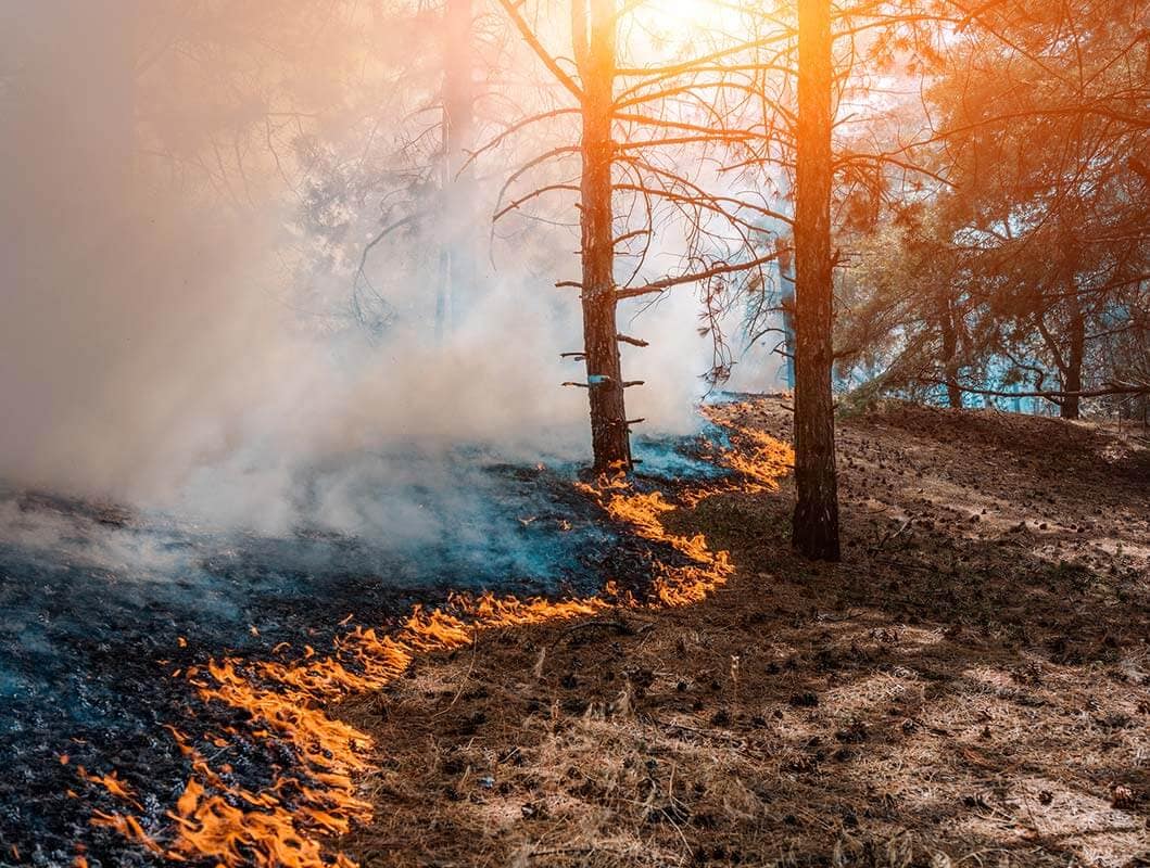Wildfire burning through mountain trees above a Wasatch property