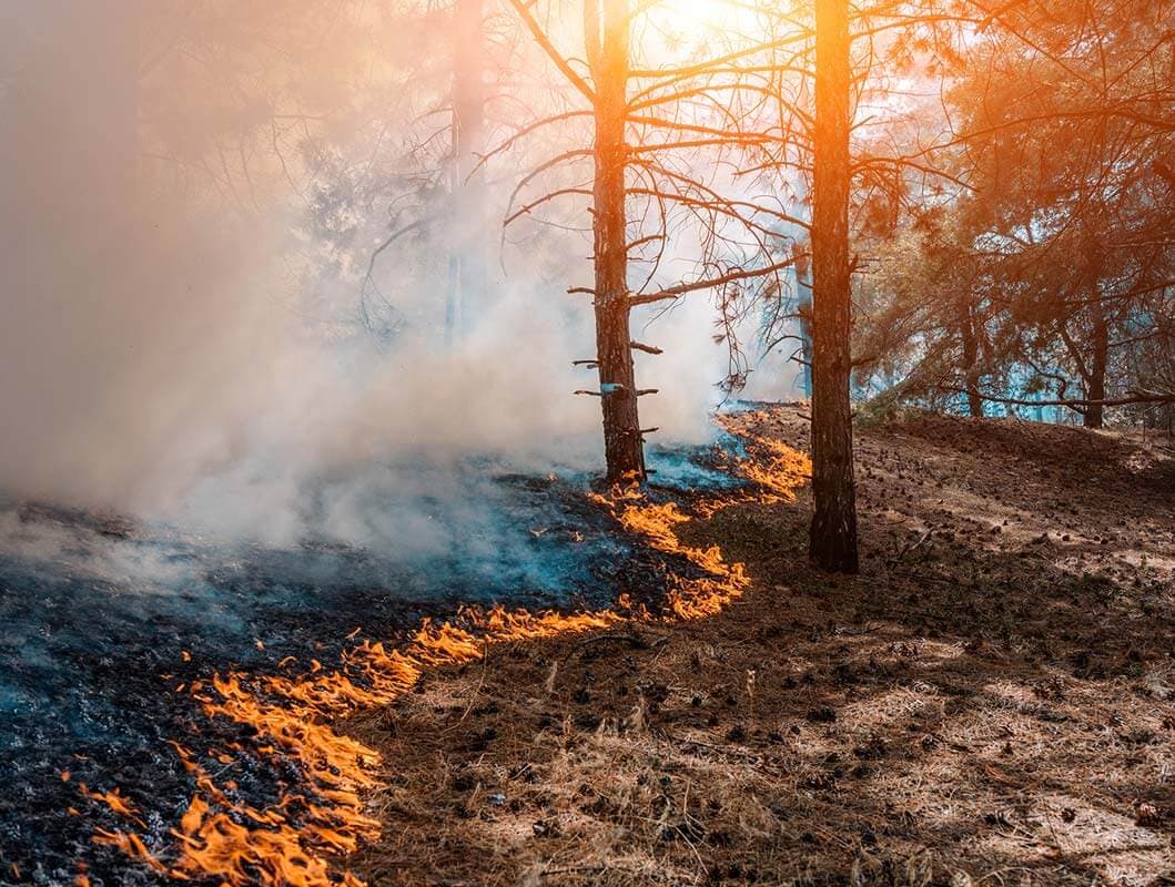 Wildfire burning through mountain trees