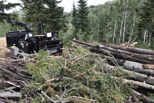 Tree removal