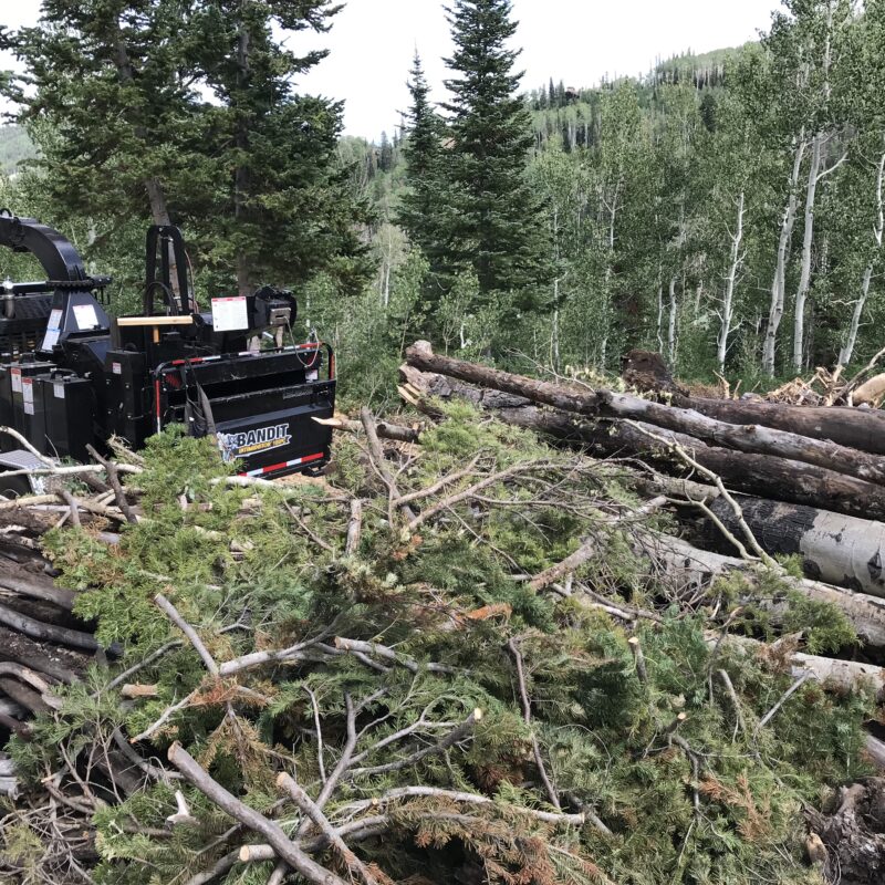 Tree removal