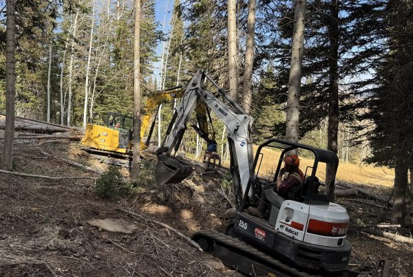 Canyon Cutters crew operating Bobcat and CAT excavators during a forest management and land clearing project in Park City, Utah.
