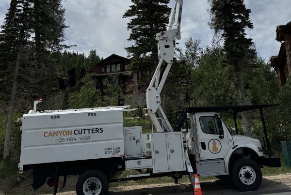 Canyon Cutters bucket truck set up for tree trimming in a mountain neighborhood with tall pines and upscale Park City homes in the background.