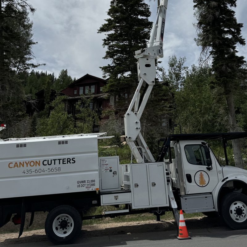 Canyon Cutters bucket truck set up for tree trimming in a mountain neighborhood with tall pines and upscale Park City homes in the background.
