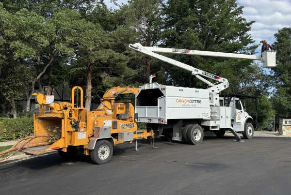 Canyon Cutters crew performing residential tree work with a bucket truck and Bandit wood chipper, branches fed into the chipper while an arborist works from the lift in Utah.