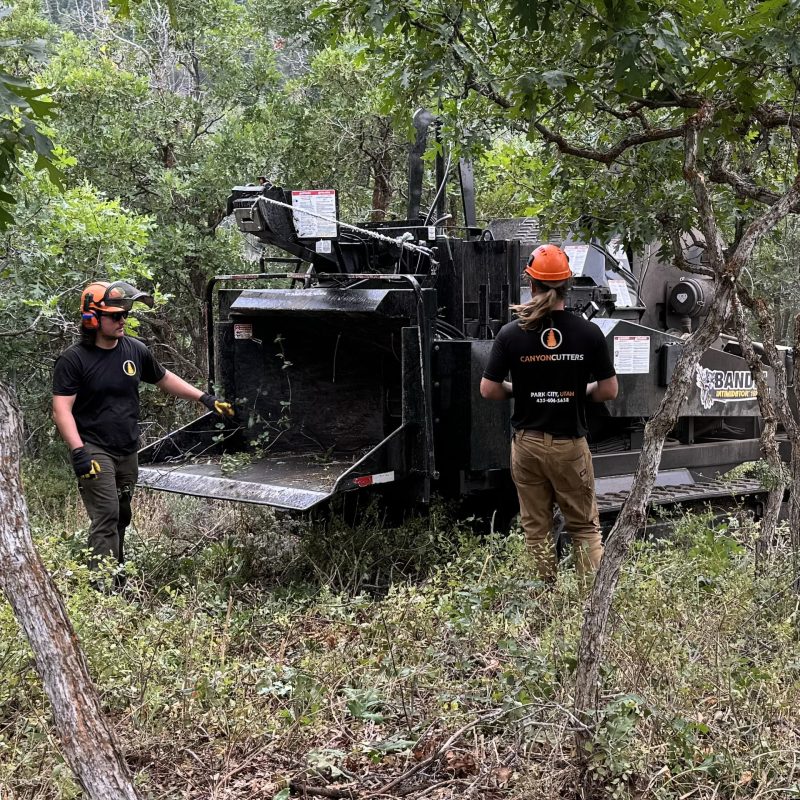 Canyon Cutters crew operating a heavy-duty wood chipper during forest thinning and fire mitigation work in Park City, Utah, managing dense trees and brush on steep mountain terrain near ski resort properties.